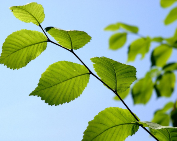 蜜蜡修眉毛新手教程图